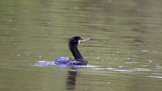 Diving Cormorant  UK Wildlife Photography [upl. by Asset]