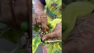 Happy gardening 🌻🌻🌻 seetha cooking villagechef cheffood delicious food chefrecipes recipe [upl. by Aubrie]