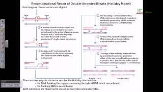 Recombinational repair of double stranded breaks [upl. by Killen]