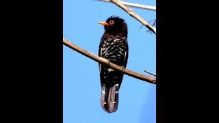 Violet Cuckoo M  2  Bird  Birdwatching  Wildlife  Nature  Port Blair  Andaman Island [upl. by Dulla]