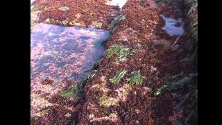 I Seaweed Culture in New England Part 1 of 6 Introduction [upl. by Duer228]