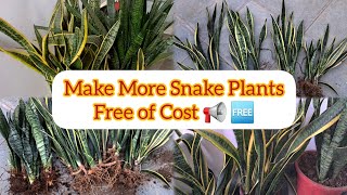 How to grow and propagate Snake plantस्नेक प्लांट को कैसे एक से अनेक बनाएंcaretips gardening [upl. by Adnerol298]