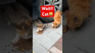 Funny Cats 1 [upl. by Boykins]