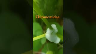 Chironomidae nature [upl. by Lizabeth]