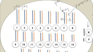 Chromatin Chromosomes and Chromatids Oh My [upl. by Eenwahs]