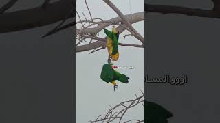 لحظة الادراك 😂  دبلجةمضحكة ضحك اكسبلور السعودية mykingo كوميديا دوبلاج ببغاء funny [upl. by Asela]