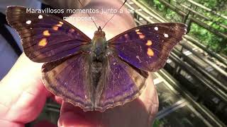 Mariposas Parque Nacional Iguazú República Argentina [upl. by Attelrac]