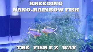 Breeding Threadfin Rainbowfish amp Blue Eye Rainbowfish Explained the FishEZ way [upl. by Elinet]