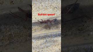 Bull ant queen shorts bullant [upl. by Caraviello967]