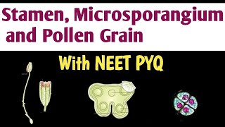 Stamen Microsporangium and Pollen grain  Sexual Reproduction in flowering plant  Biology NEET [upl. by Assilak330]