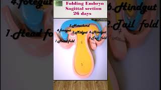 Embryology Model Folding Embryo Sagittal section 26 Days For MBBS NEET Aspirants USMLE [upl. by Norrie]