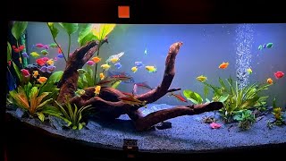 juwel aquarium Vsion 450 by natureaquariumdesign [upl. by Pate306]