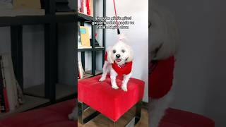 Güzel dilekler🫠🌺 keşfetbeniöneçıkar pets puppy dog cutedog [upl. by Yevol135]