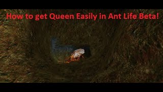 How To Get Queen in Ant Life Beta Easily Ant Life Beta [upl. by Ahtis]