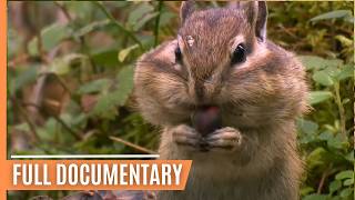 Exciting Animal Behavior in the most enchanting Forests of our Planet  Full Documentary [upl. by Llekcor204]