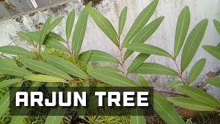 NeermaruthArjun Tree Features and Ayurvedic Uses [upl. by Nylde]