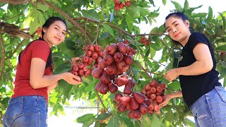 Pick rose apple fruit in my homeland and eating with chili salt [upl. by Sadler]