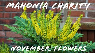 Mahonia X Media Charity plant November flowers evergreen shrub Autumn Winter garden [upl. by Ackler]