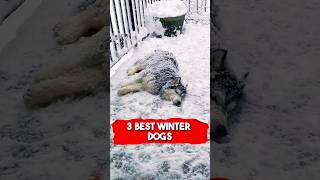 3 Best Winter Dogs Bernese Mountain Dog Siberian Husky amp Saint Bernard [upl. by Shayn]