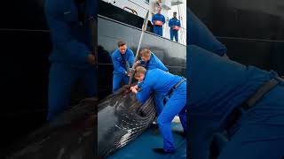 Heroes of the sea save critically injured humpback whale from death [upl. by Hands]