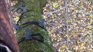 Ohio Rut Nov 6 hunt video Bullman Outdoors [upl. by Quackenbush]