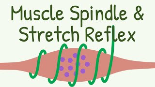 Muscle Spindle amp Stretch Reflex  Knee Jerk Reflex [upl. by Sura527]