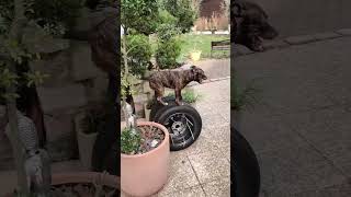 What the dog doing  🫣🐶 dog staffy staffordshirebullterrier agility parkour k9 apbt [upl. by Karina]