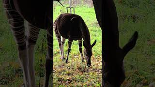 Okapi shorts wildlife wildlifephotography [upl. by Elletse]