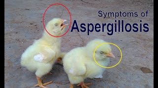 ASPERGILLOSIS in Birds Brooder Pneumonia poultry diseases tavuk hastalıkları امراض الدواجن [upl. by Sigismundo]