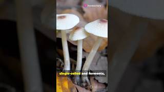 Yeast Mold Mushrooms The Fungi Facts [upl. by Neelra969]