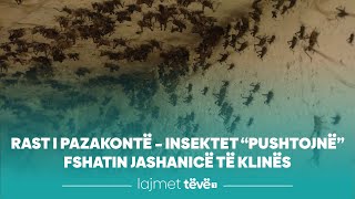 Rast i pazakontë – insektet “pushtojnë” fshatin Jashanicë të Klinës [upl. by Lledrev223]