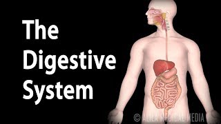 Physiology Basics the Digestive System Animation [upl. by Ynffit]