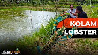 Boleh UNTUNG Ke Bela LOBSTER Ni  Ternakan Lobster Air Tawar Kolam Tanah  Ada Ke Orang Nak BELI [upl. by Callery]