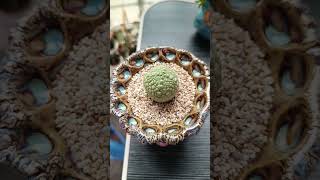 Pseudolithos migiurtinus beautifulcactusshorts [upl. by Frederique827]