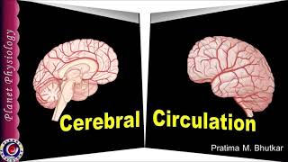 Blood Supply to Brain  Circle of Willis  Neuroanatomy [upl. by Isiahi]