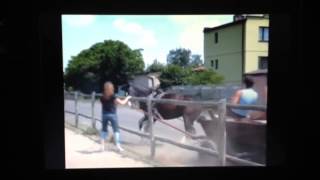 Women Horse Trainers Scaring A Horse and Teaching it Bad Lessons  Rick Gore Horsemanship [upl. by Frodine547]