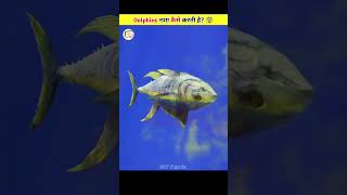 Dolphins Get High On Pufferfish 🤯 [upl. by Nanreit]