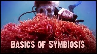 Symbiosis Mutualism Commensalism and Parasitism [upl. by Boleslaw]