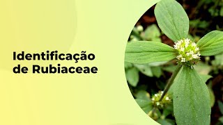 COMO IDENTIFICAR A FAMÍLIA RUBIACEAE [upl. by Haslett]