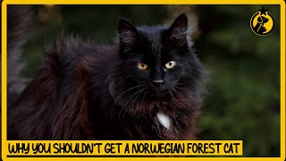 5 Reasons Why You Shouldnt Get a Norwegian Forest Cat [upl. by Sitra95]