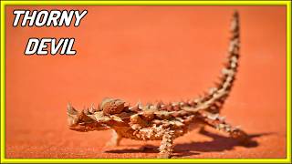 MEET THORNY DEVIL [upl. by Annaeg]