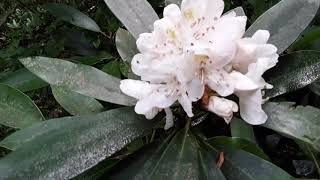 Rosebay Rhododendron Rhododendron maximum [upl. by Edahc]