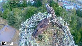 Seaside Osprey Nest Oregon  July 22 2024 1st chick Toketee fledges 11 hours later extended video [upl. by Sara]