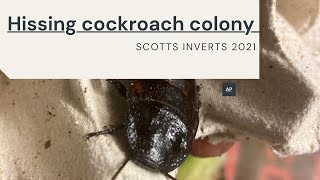 hissingcockroach cockroachs How to setup hissing cockroachs colony howto howtoo [upl. by Dnumde]