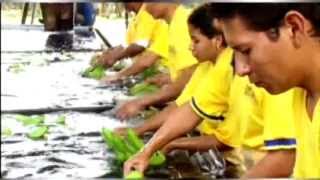 COMERCIAL Exportadora BANANERA NOBOA  Mercanoboa [upl. by Aimaj]