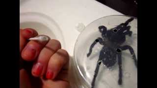 Parasitic Mite Removal From H Lividum Tarantula [upl. by Ihcego]