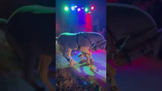 subscribe horse horesdance dancemusic horselover shortsvideo shortsviral reels reelsvideo [upl. by Kaila]