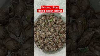 Ternyata ini pemakan kaktus Dorstenia Siput banyak banget‼️ aridzona kaktus sukulen [upl. by Dodge539]