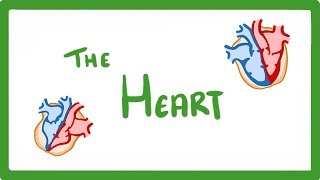 GCSE Biology  The Heart 23 [upl. by Akcebar]