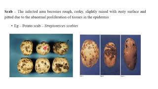 Symptoms of Phytopathogenic Bacteria  Plant Pathology  BSc Agriculture [upl. by Blayne]